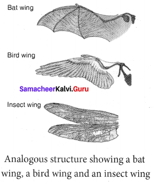 Samacheer Kalvi.Guru Science 10th Science Chapter 19