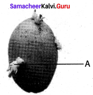 Samacheer Kalvi 12th Bio Botany Solutions Chapter 1 Asexual and Sexual Reproduction in Plants img 12