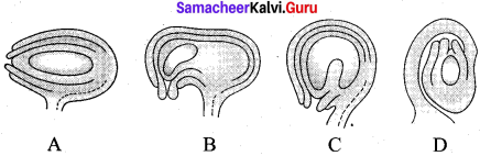 Samacheer Kalvi 12th Bio Botany Solutions 