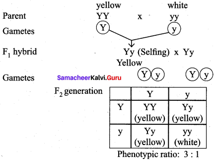 Samacheer Kalvi 12th Bio Botany Solutions Chapter 2 Classical Genetics img 8