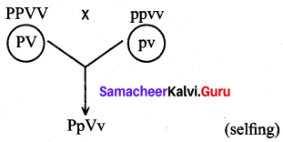 Samacheer Kalvi 12th Bio Botany Solutions Chapter 3 Chromosomal Basis of Inheritance img 2