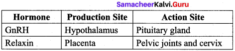 Samacheer Kalvi 12th Bio Zoology Solutions Chapter 2 Human Reproduction img 17