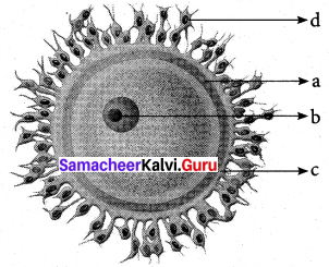 Samacheer Kalvi 12th Bio Zoology Guide Chapter 2