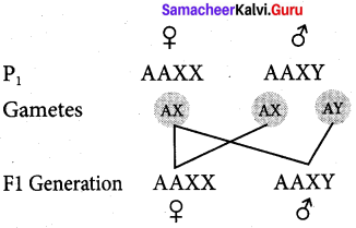 Samacheer Kalvi 12th Bio Zoology Solutions Chapter 4 Principles of Inheritance and Variation img 3