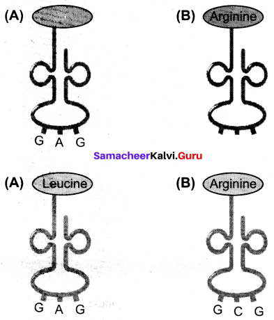 Samacheer Kalvi 12th Bio Zoology Solutions Chapter 5 Molecular Genetics img 11