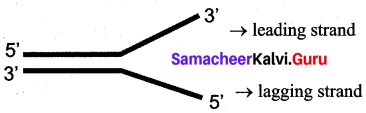 Samacheer Kalvi 12th Bio Zoology Solutions Chapter 5 Molecular Genetics img 2