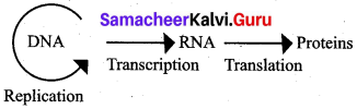 Samacheer Kalvi 12th Bio Zoology Solutions Chapter 5 Molecular Genetics img 5