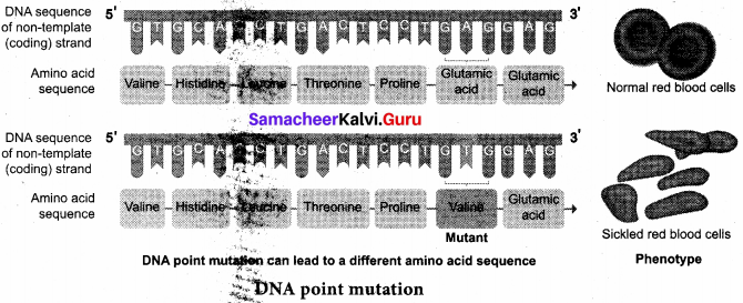 Samacheer Kalvi 12th Bio Zoology Solutions Chapter 5 Molecular Genetics img 8