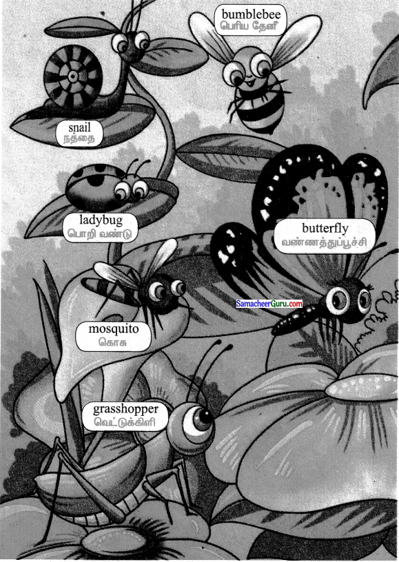 Samacheer Kalvi 3rd English Guide Term 1 Chapter 2 The Insects 48