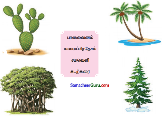 Samacheer Kalvi 3rd Science Guide Term 2 Chapter 3 தாவரங்கள் 6