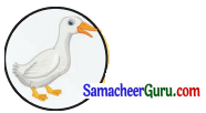 Samacheer Kalvi 3rd Science Guide Term 3 Chapter 2 விலங்குகளின் வாழ்க்கை 10