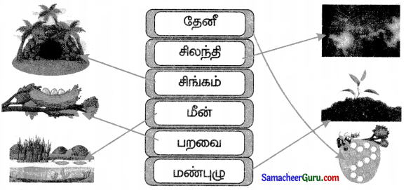 Samacheer Kalvi 3rd Science Guide Term 3 Chapter 2 விலங்குகளின் வாழ்க்கை 16