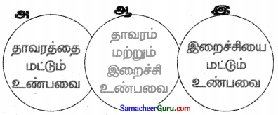 Samacheer Kalvi 3rd Science Guide Term 3 Chapter 2 விலங்குகளின் வாழ்க்கை 25