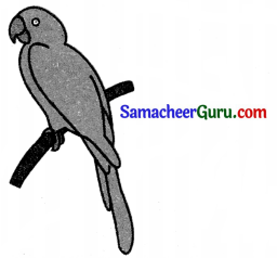 Samacheer Kalvi 3rd Science Guide Term 3 Chapter 2 விலங்குகளின் வாழ்க்கை 27