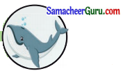 Samacheer Kalvi 3rd Science Guide Term 3 Chapter 2 விலங்குகளின் வாழ்க்கை 9