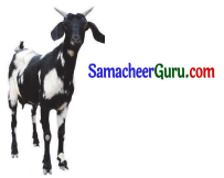 Samacheer Kalvi 3rd Tamil Guide Term 3 Chapter 5 காகமும் நாகமும் 1