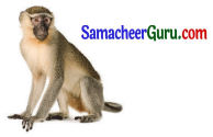 Samacheer Kalvi 3rd Tamil Guide Term 3 Chapter 5 காகமும் நாகமும் 2