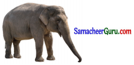 Samacheer Kalvi 3rd Tamil Guide Term 3 Chapter 5 காகமும் நாகமும் 3