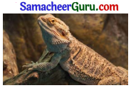 Samacheer Kalvi 3rd tamil Guide Term 2 Chapter 5 வாலு போயி கத்தி வந்தது! டும் ... டும் ... டும் ... டும் 1