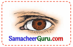Samacheer Kalvi 3rd tamil Guide Term 3 Chapter 3 வீம்பால் வந்த விளைவு 3